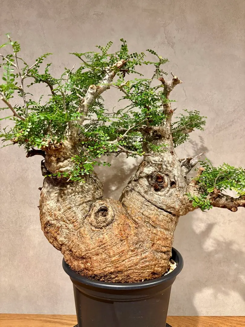 2026年最新】パキプス 発根済の人気アイテム - メルカリ