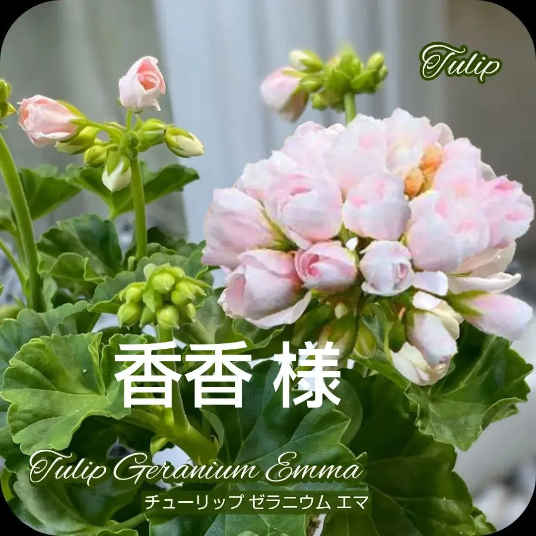 2026年最新】チューリップゼラニウムの人気アイテム - メルカリ