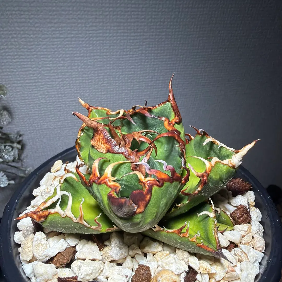 2026年最新】スーパーチタノタ カクタスグリーンの人気アイテム - メルカリ