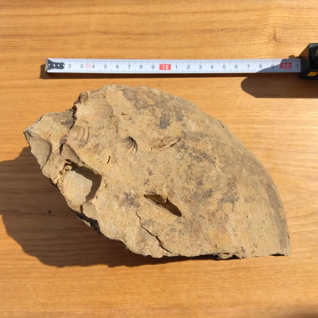 2026年最新】ノジュール 化石の人気アイテム - メルカリ