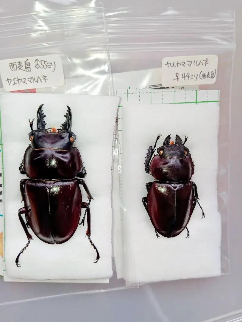 2026年最新】ヤエヤママルバネクワガタ標本の人気アイテム - メルカリ