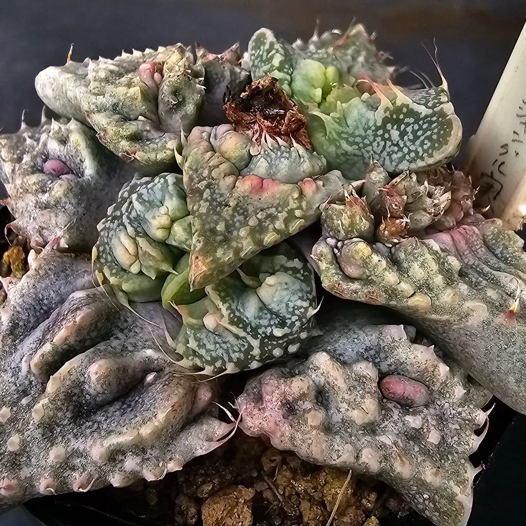 2026年最新】Faucaria フォーカリア 多肉植物の人気アイテム - メルカリ