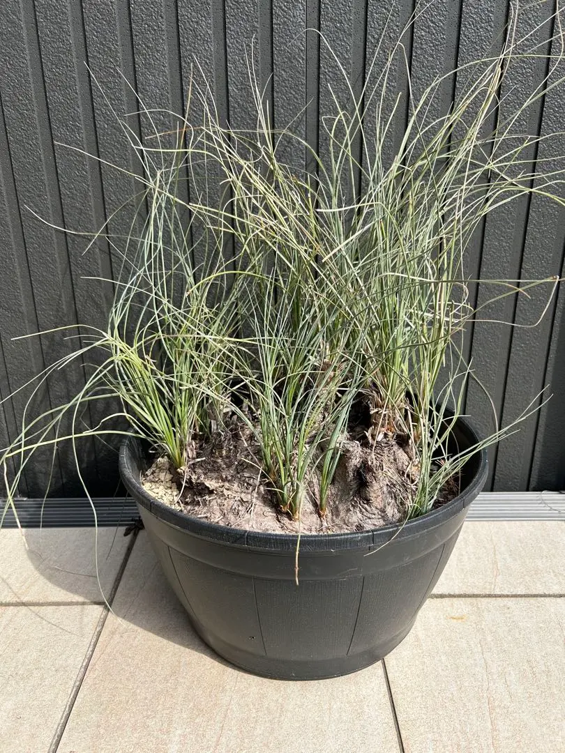 2026年最新】カリバナスフーケリーの人気アイテム - メルカリ