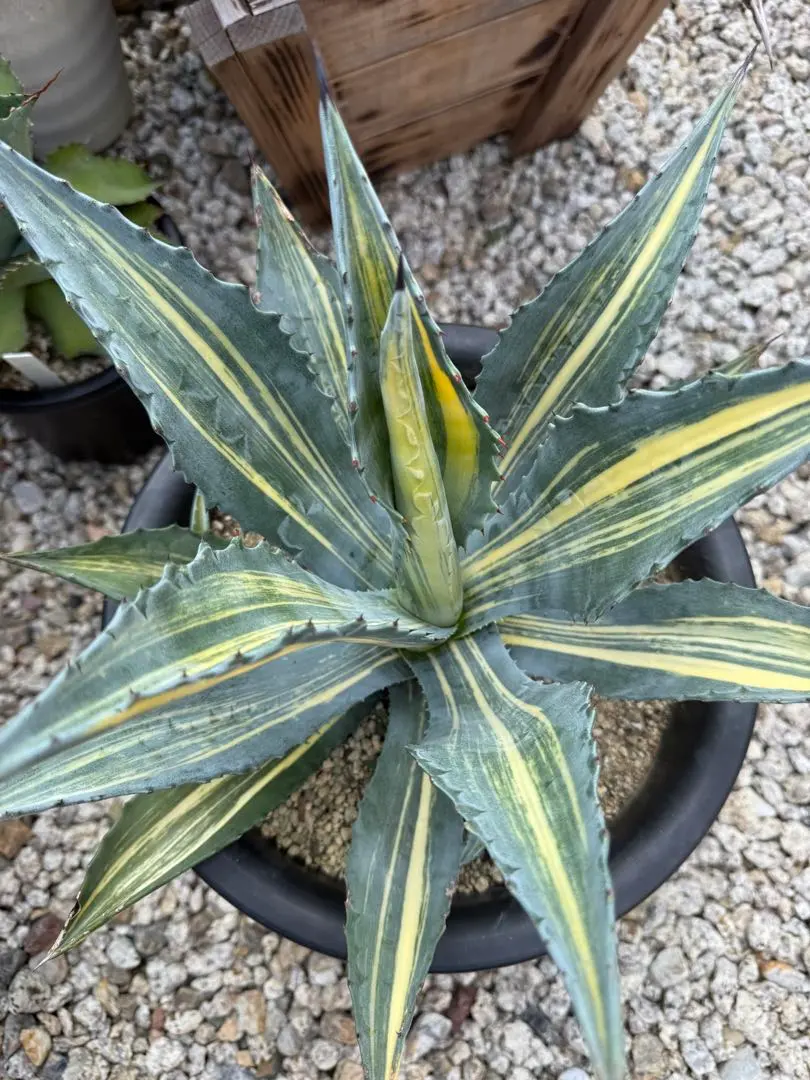 2026年最新】アガベ アメリカーナ・エクスパンサの人気アイテム - メルカリ