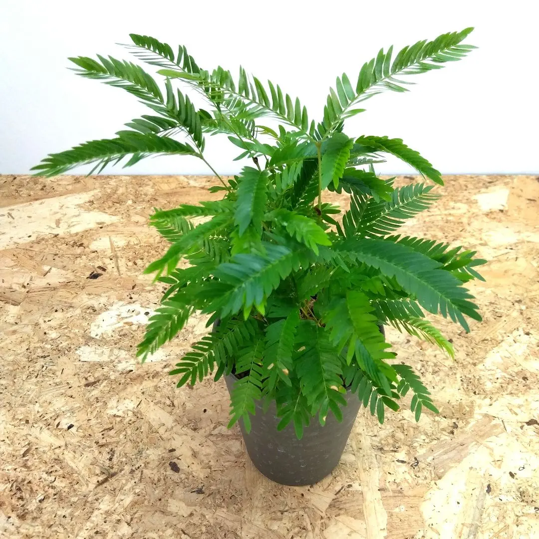 2026年最新】エバーフレッシュ 斑入りの人気アイテム - メルカリ