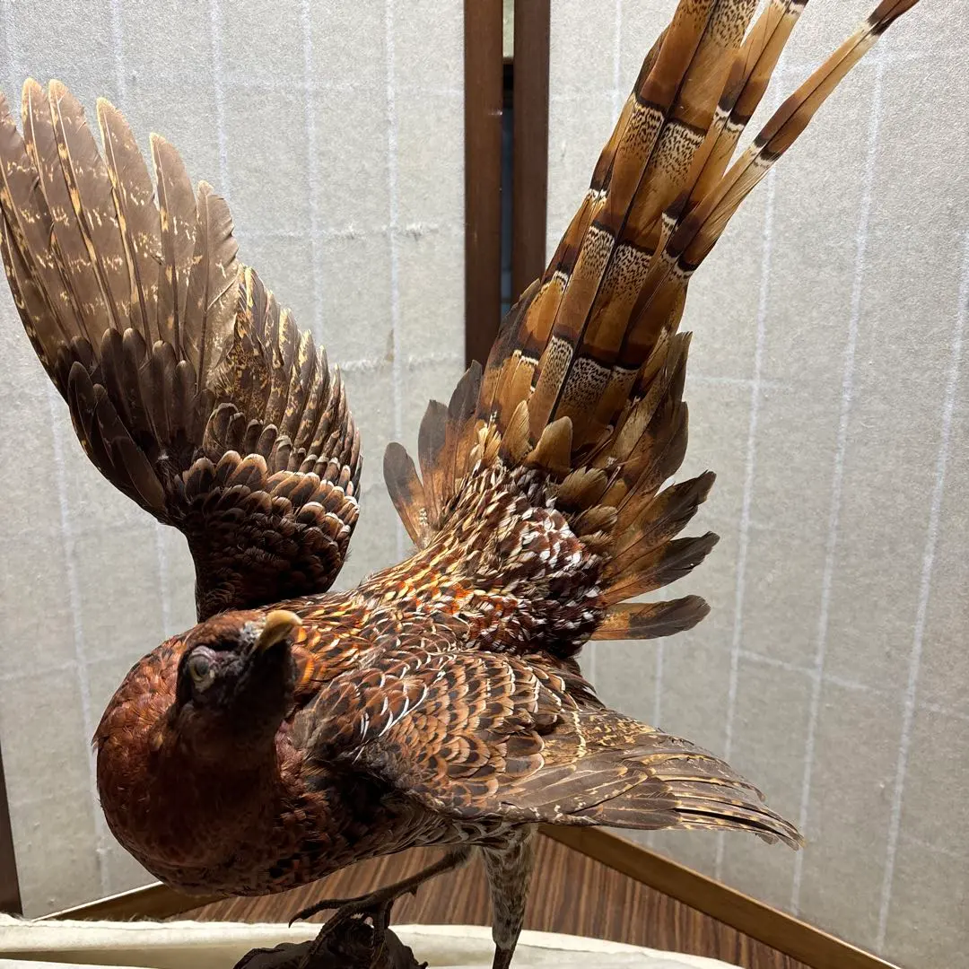 2026年最新】雉 剥製の人気アイテム - メルカリ