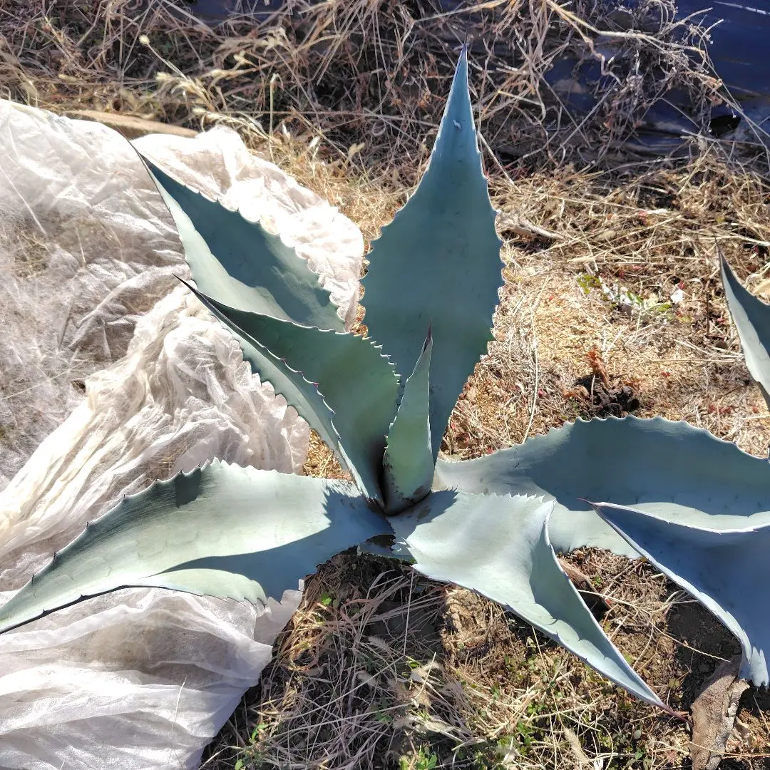 2026年最新】フランゾシニーの人気アイテム - メルカリ