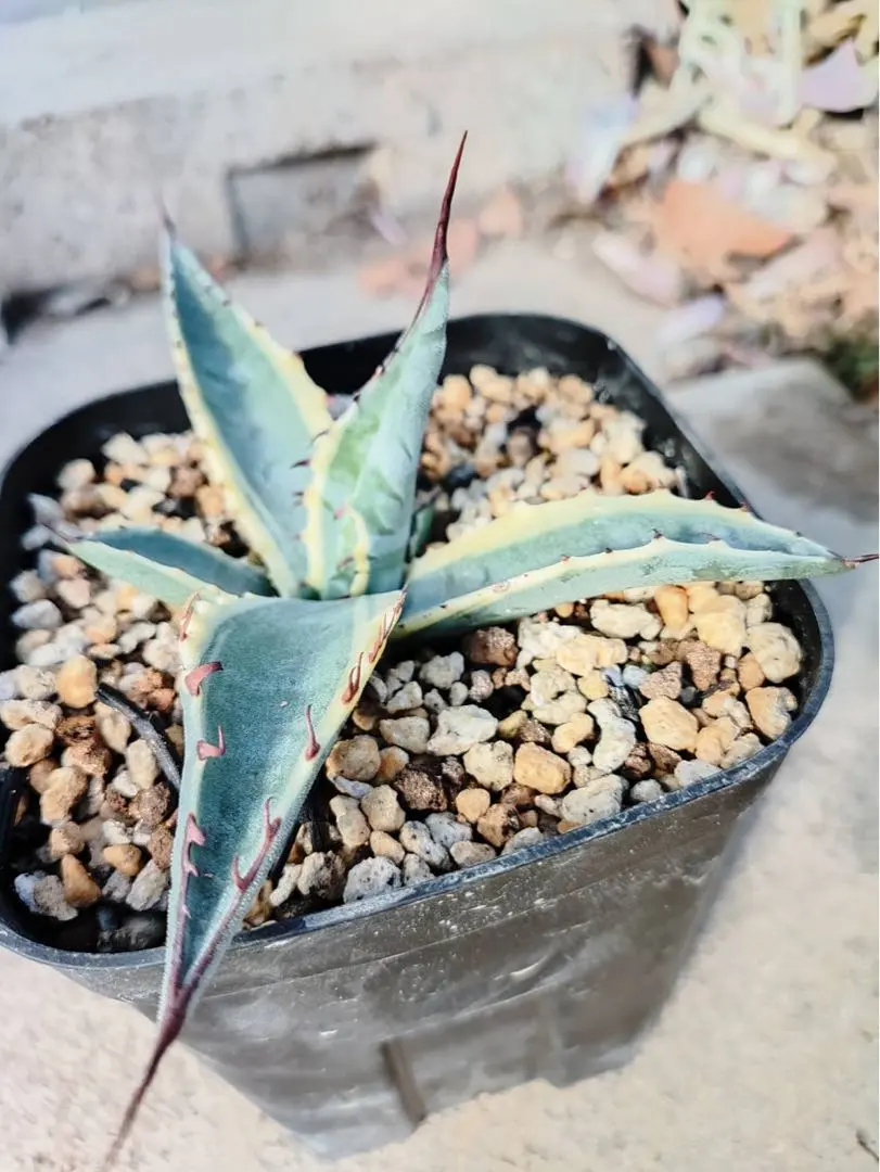 2026年最新】スカブラの人気アイテム - メルカリ