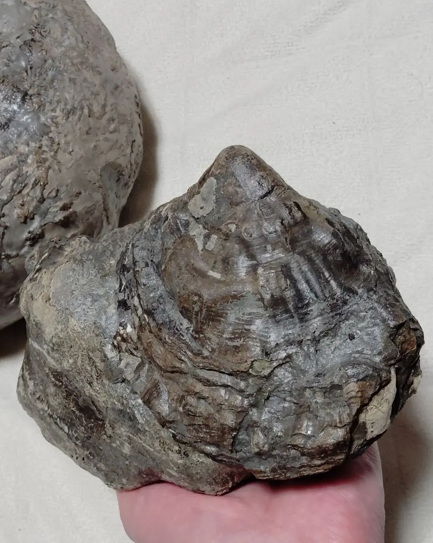 2026年最新】ノジュール 化石の人気アイテム - メルカリ