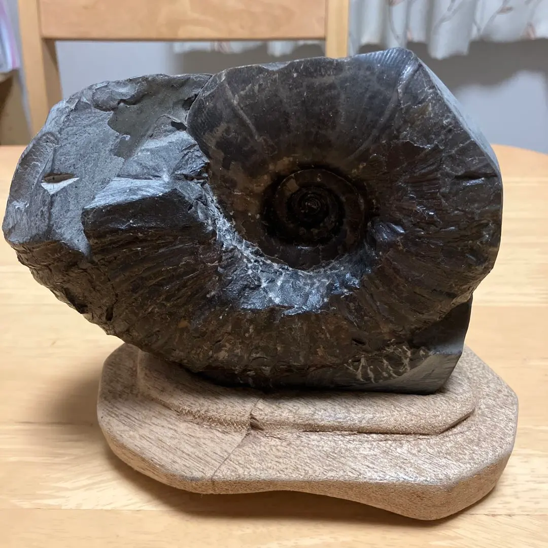 2026年最新】北海道 アンモナイトの人気アイテム - メルカリ