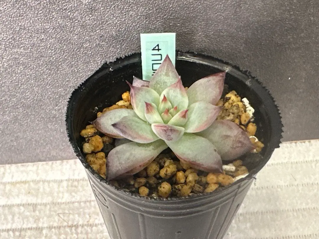 2026年最新】mさん苗コロラータの人気アイテム - メルカリ