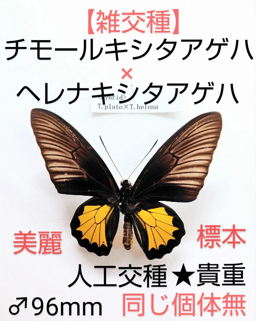 2026年最新】キシタアゲハの人気アイテム - メルカリ