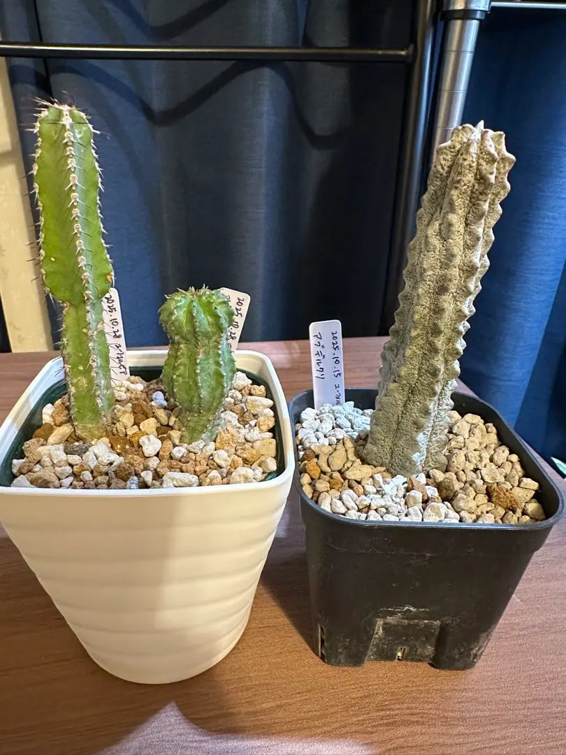 2026年最新】ユーフォルビアアブデルクリの人気アイテム - メルカリ 空