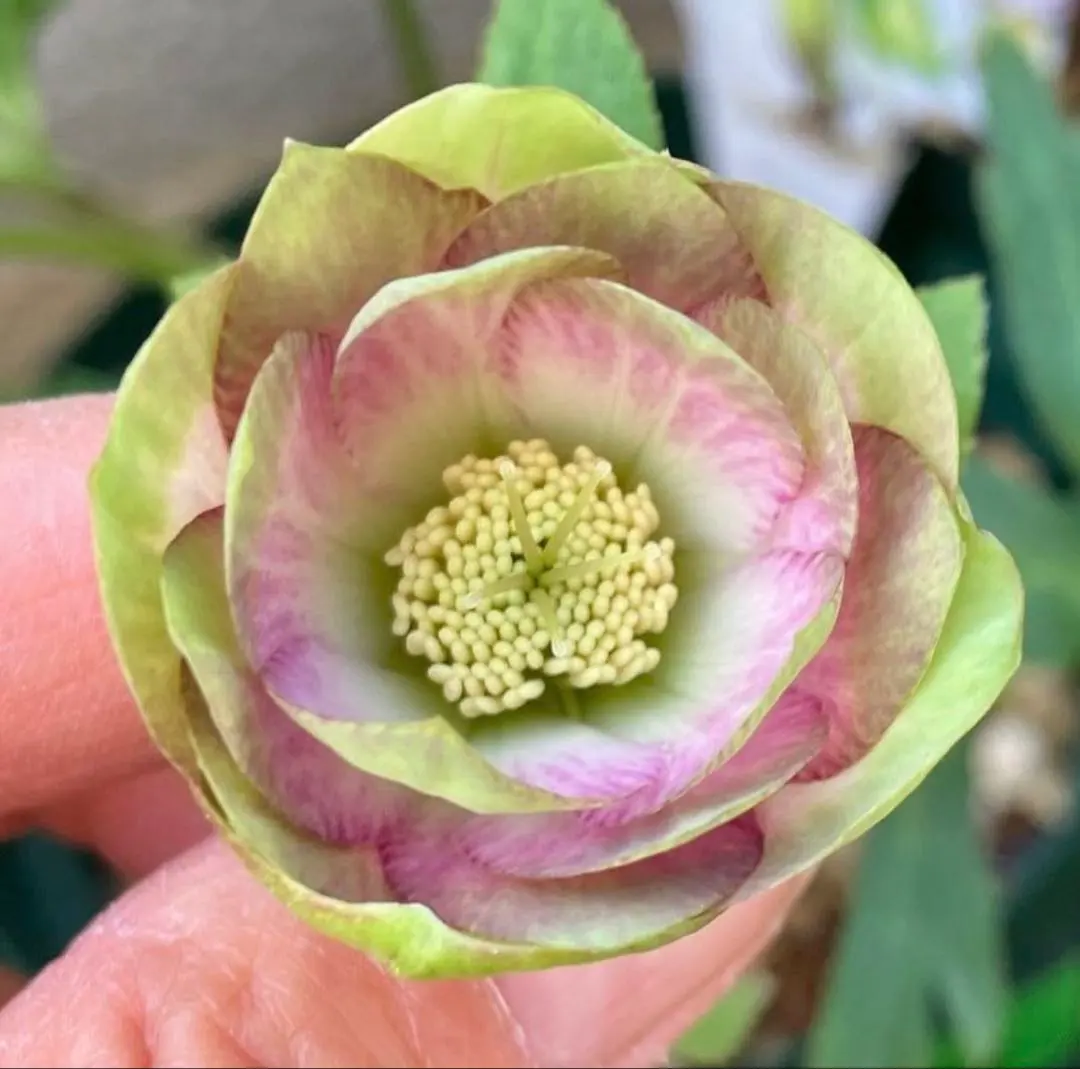 2026年最新】利休 クリスマスローズの人気アイテム - メルカリ