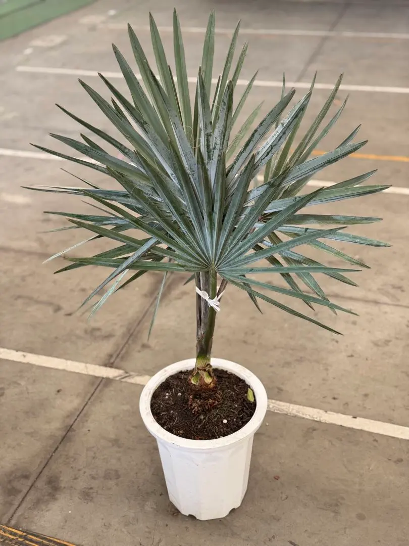 2026年最新】ビスマルキアノビリスシルバーの人気アイテム - メルカリ