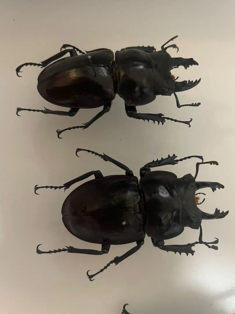 2026年最新】ヤエヤママルバネクワガタ標本の人気アイテム - メルカリ