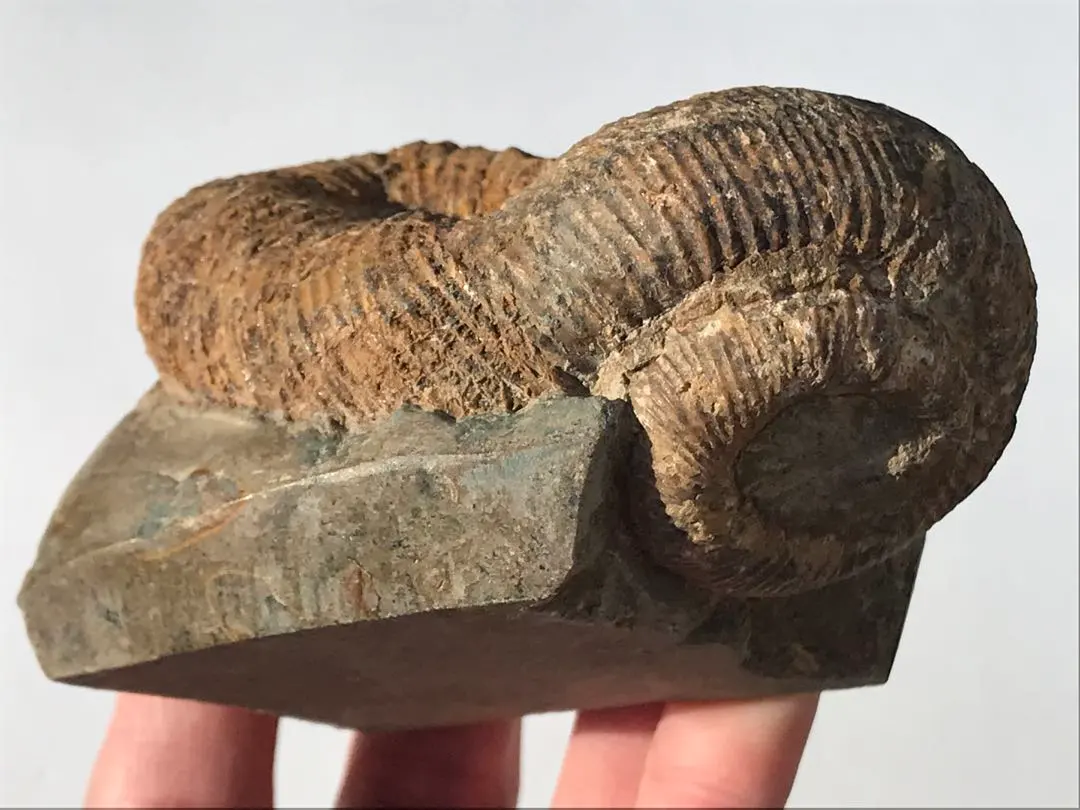 2026年最新】異常巻きアンモナイトの人気アイテム - メルカリ