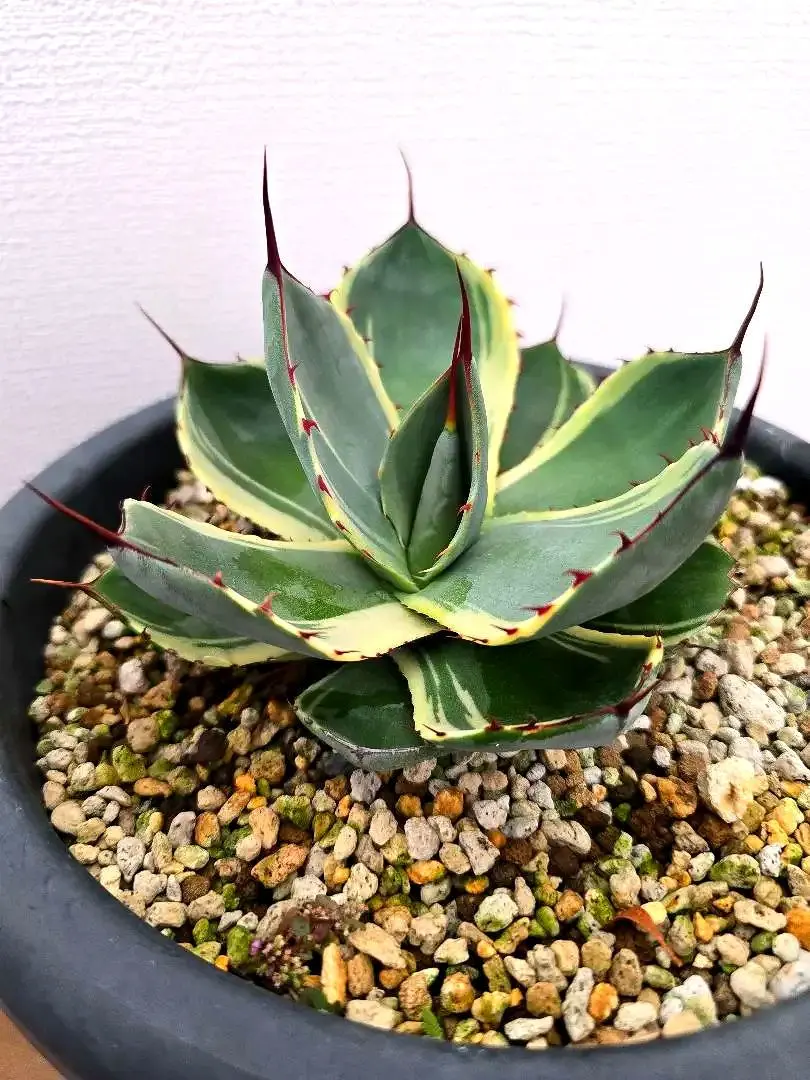 2026年最新】アガベ パリー トランカータ オリザバの人気アイテム