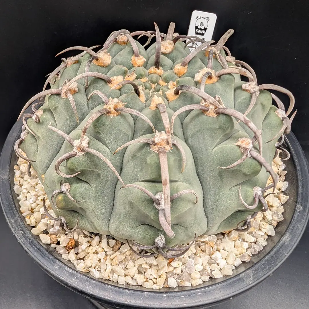 2026年最新】守金魔天竜の人気アイテム - メルカリ