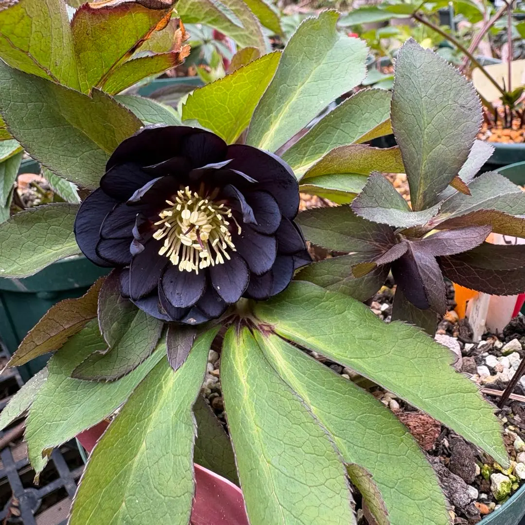 2026年最新】八咫烏 クリスマスローズの人気アイテム - メルカリ