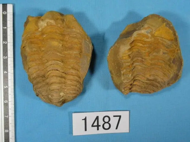 2026年最新】ノジュール 化石の人気アイテム - メルカリ