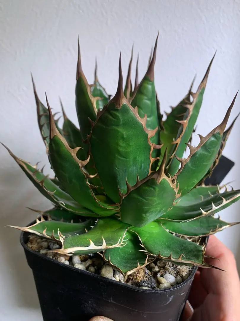 2026年最新】アガベ ホリダ ギルベイの人気アイテム - メルカリ