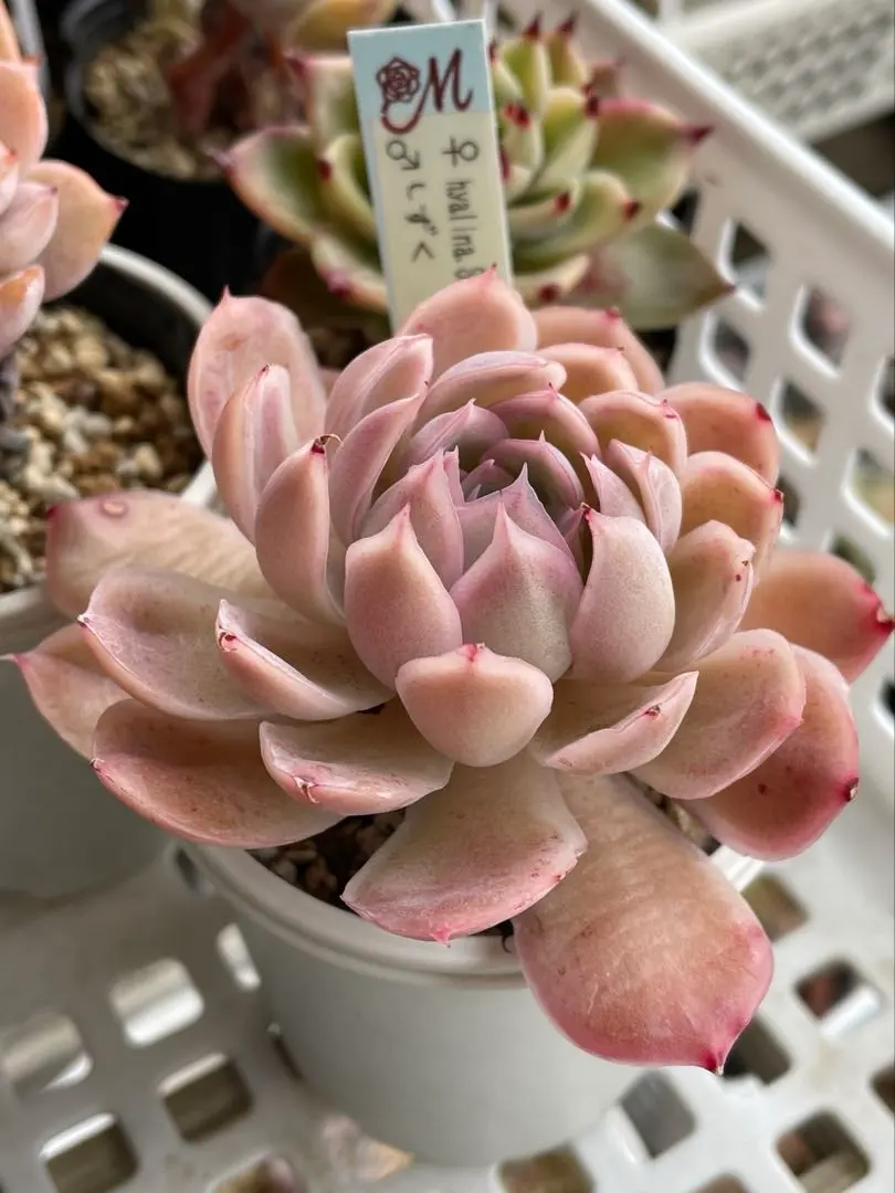 2026年最新】ヒアリナサントドミンゴの人気アイテム - メルカリ