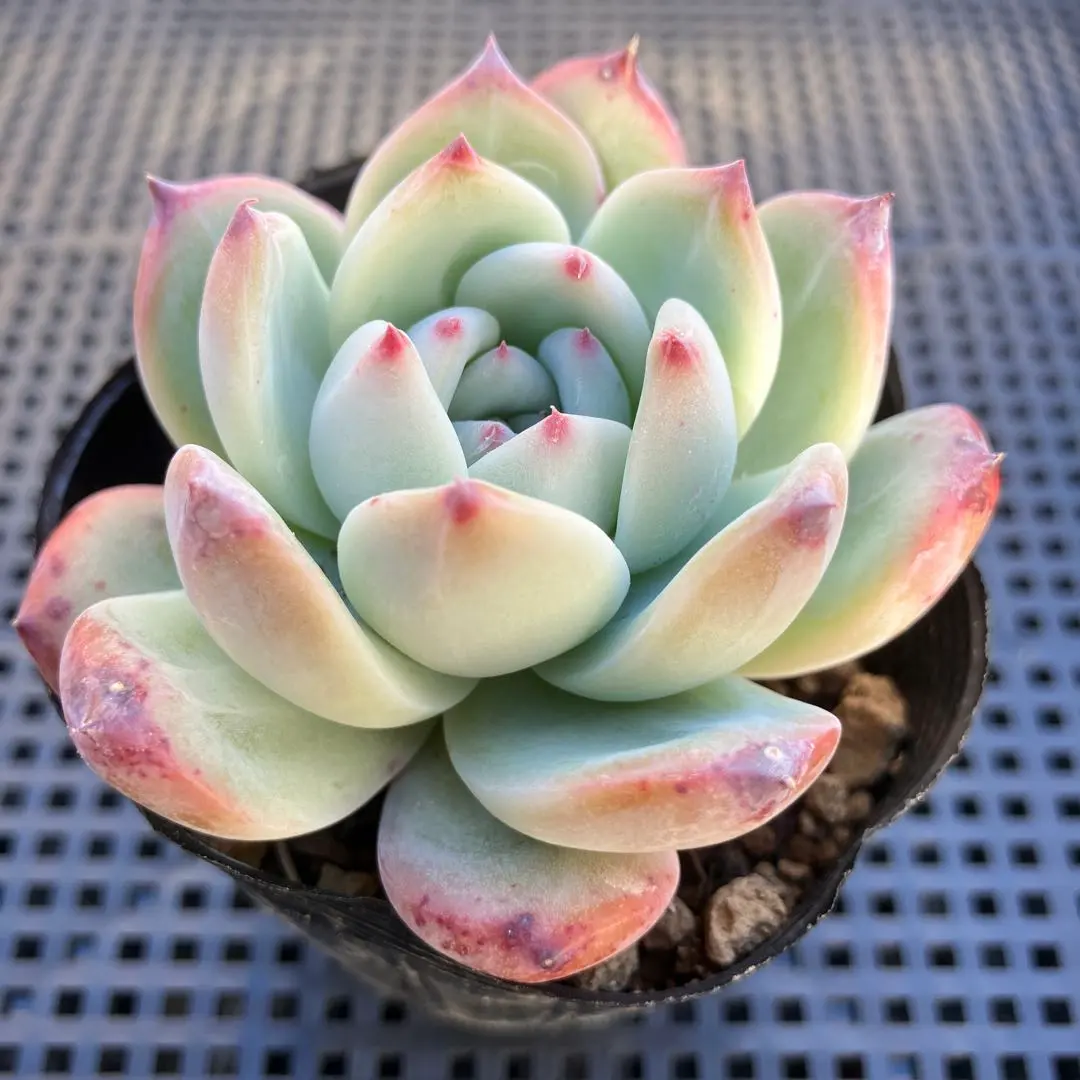 2026年最新】錦玉園 リンゼアナの人気アイテム - メルカリ