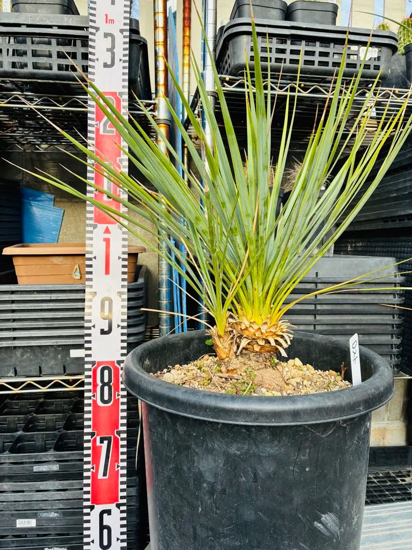 2026年最新】ユッカロストラータ ダブルヘッドの人気アイテム - メルカリ