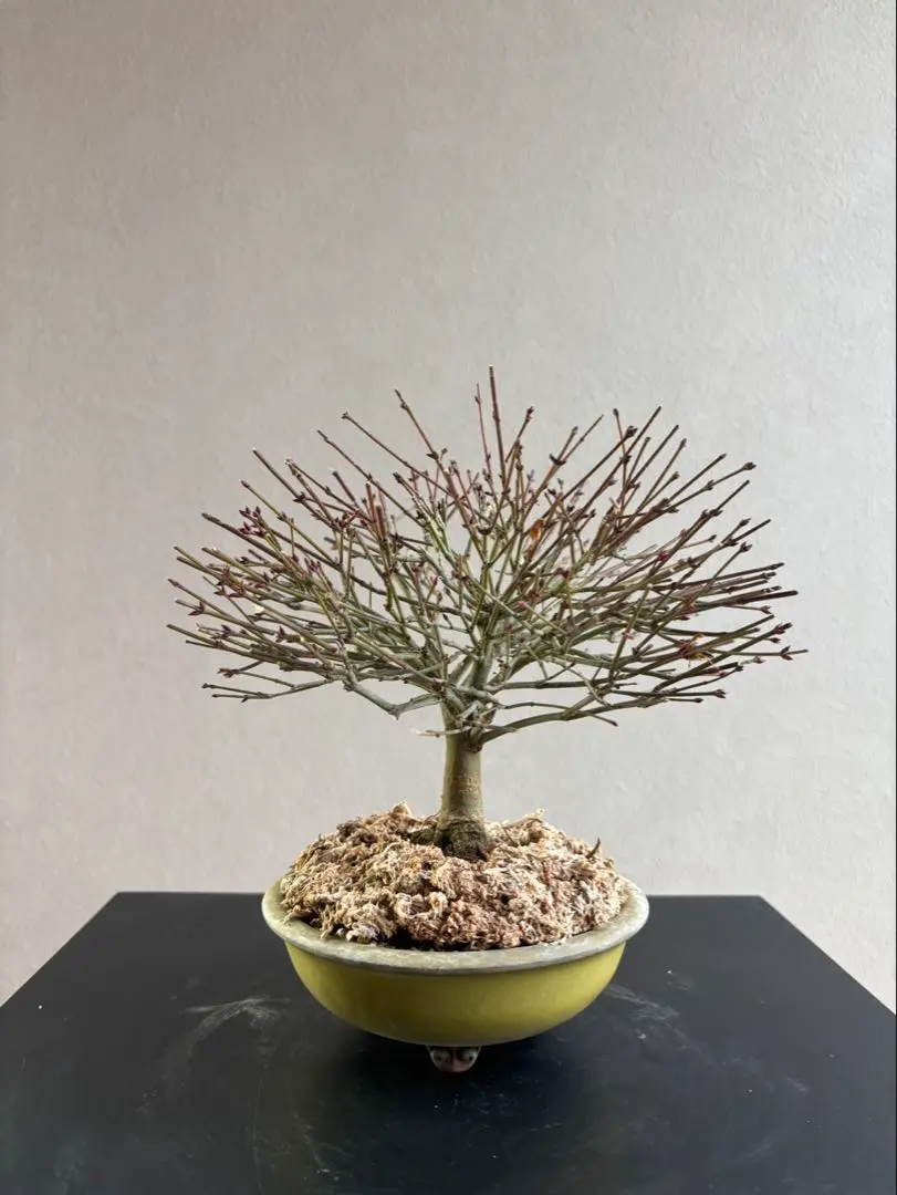 2026年最新】もみじ 清姫の人気アイテム - メルカリ