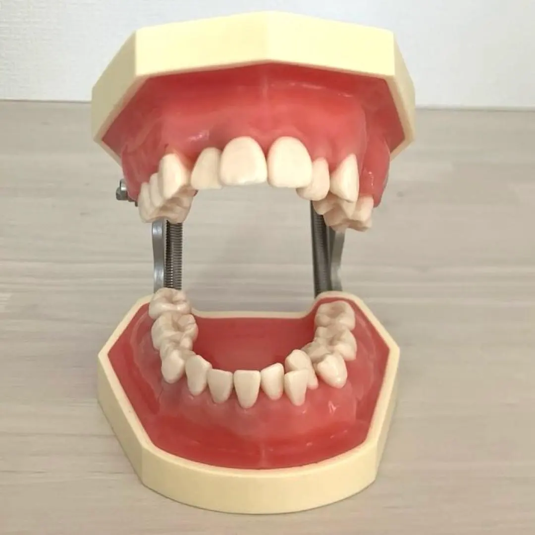 2026年最新】nissin 顎模型の人気アイテム - メルカリ