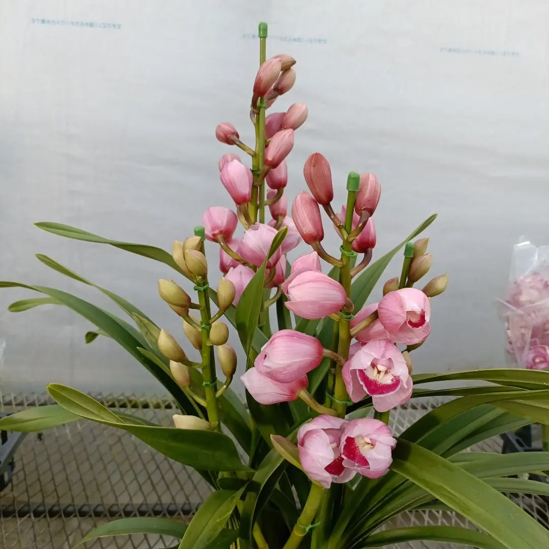 2026年最新】シンビジューム萌香の人気アイテム - メルカリ