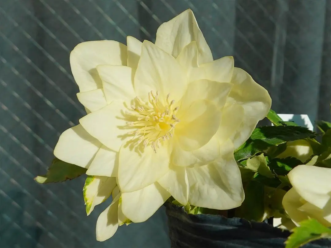 2026年最新】かぐや姫 クリスマスローズの人気アイテム - メルカリ