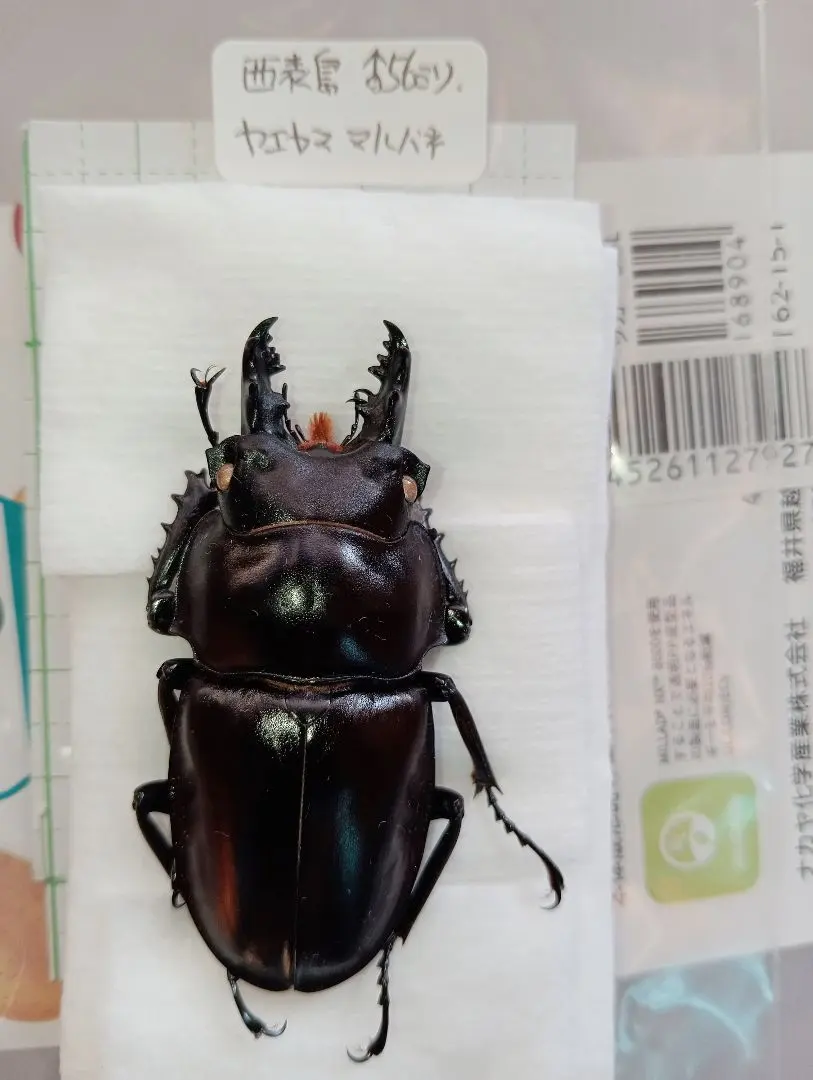 2026年最新】ヤエヤママルバネクワガタ標本の人気アイテム - メルカリ