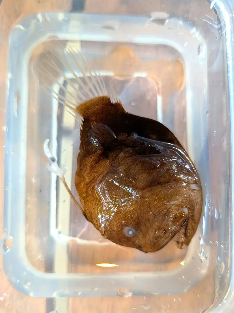 2026年最新】深海魚 標本の人気アイテム - メルカリ