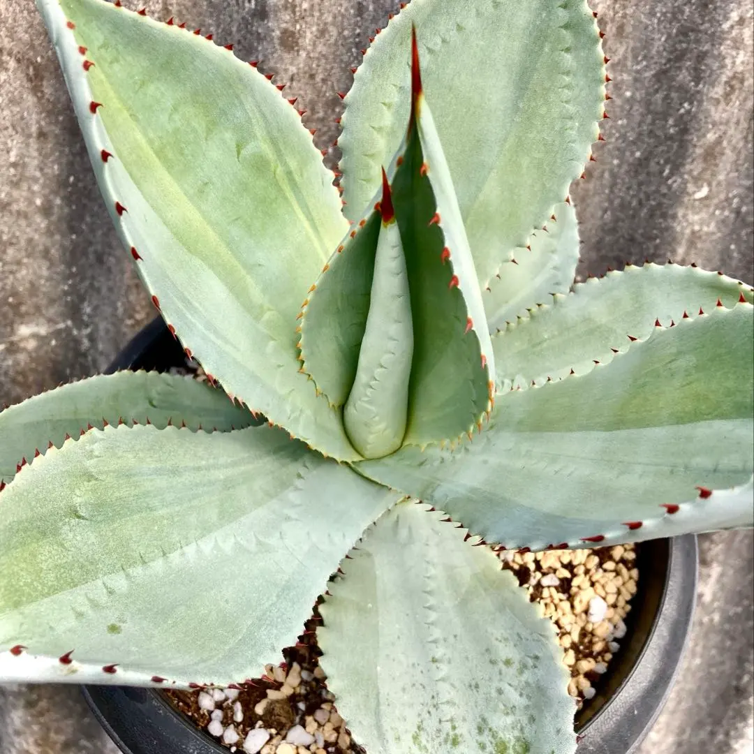 2026年最新】アガベ コロラータ ハイブリッドの人気アイテム - メルカリ