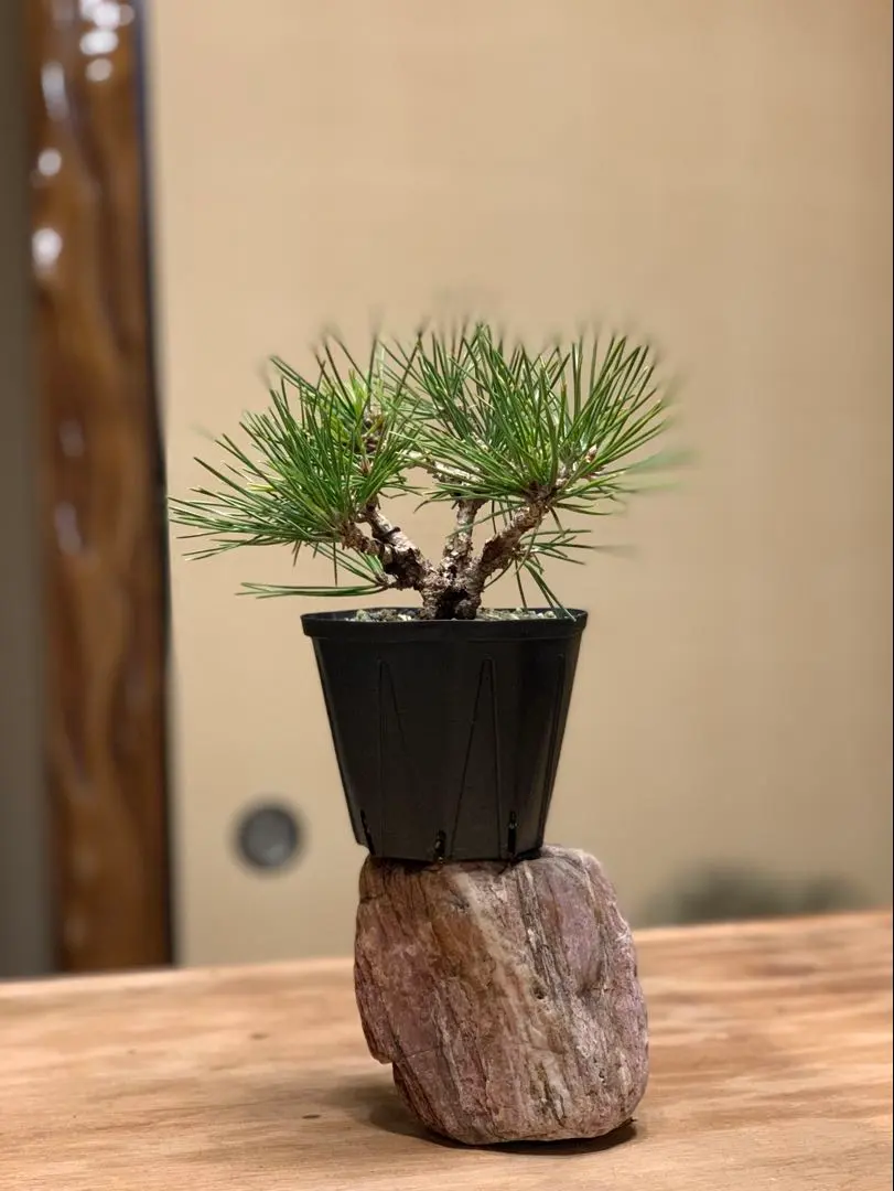 2026年最新】錦松盆栽の人気アイテム - メルカリ