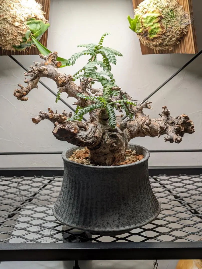 2026年最新】コミフォラ エイルの人気アイテム - メルカリ