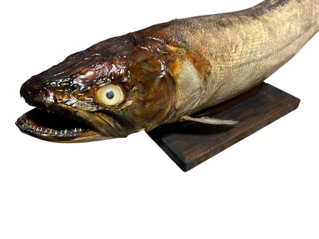 2026年最新】剥製 イトウの人気アイテム - メルカリ