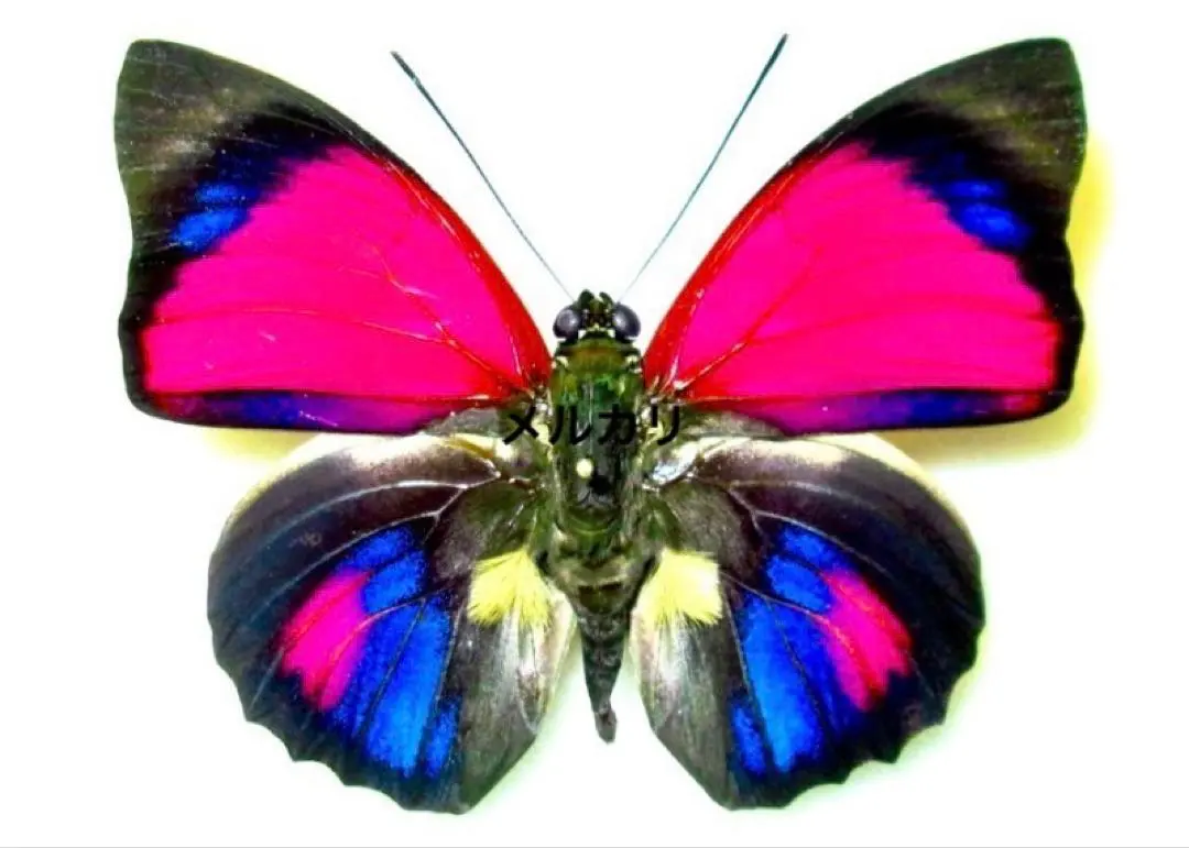 2026年最新】アグリアス 蝶 の人気アイテム - メルカリ