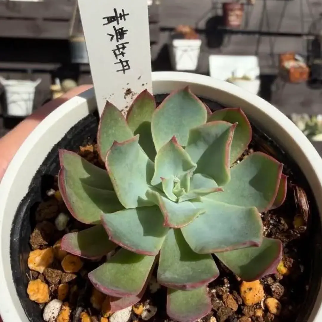 2026年最新】青典牡丹 多肉の人気アイテム - メルカリ