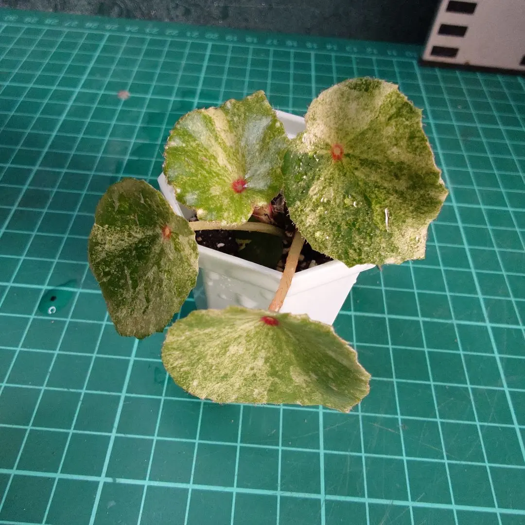 2026年最新】ベゴニア ルージュの人気アイテム - メルカリ