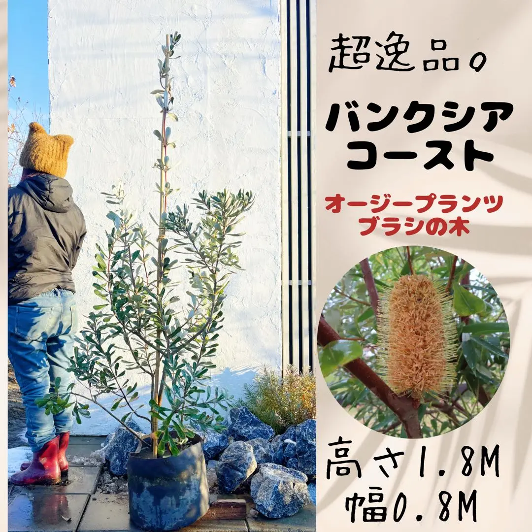 2026年最新】バンクシア コーストの人気アイテム - メルカリ