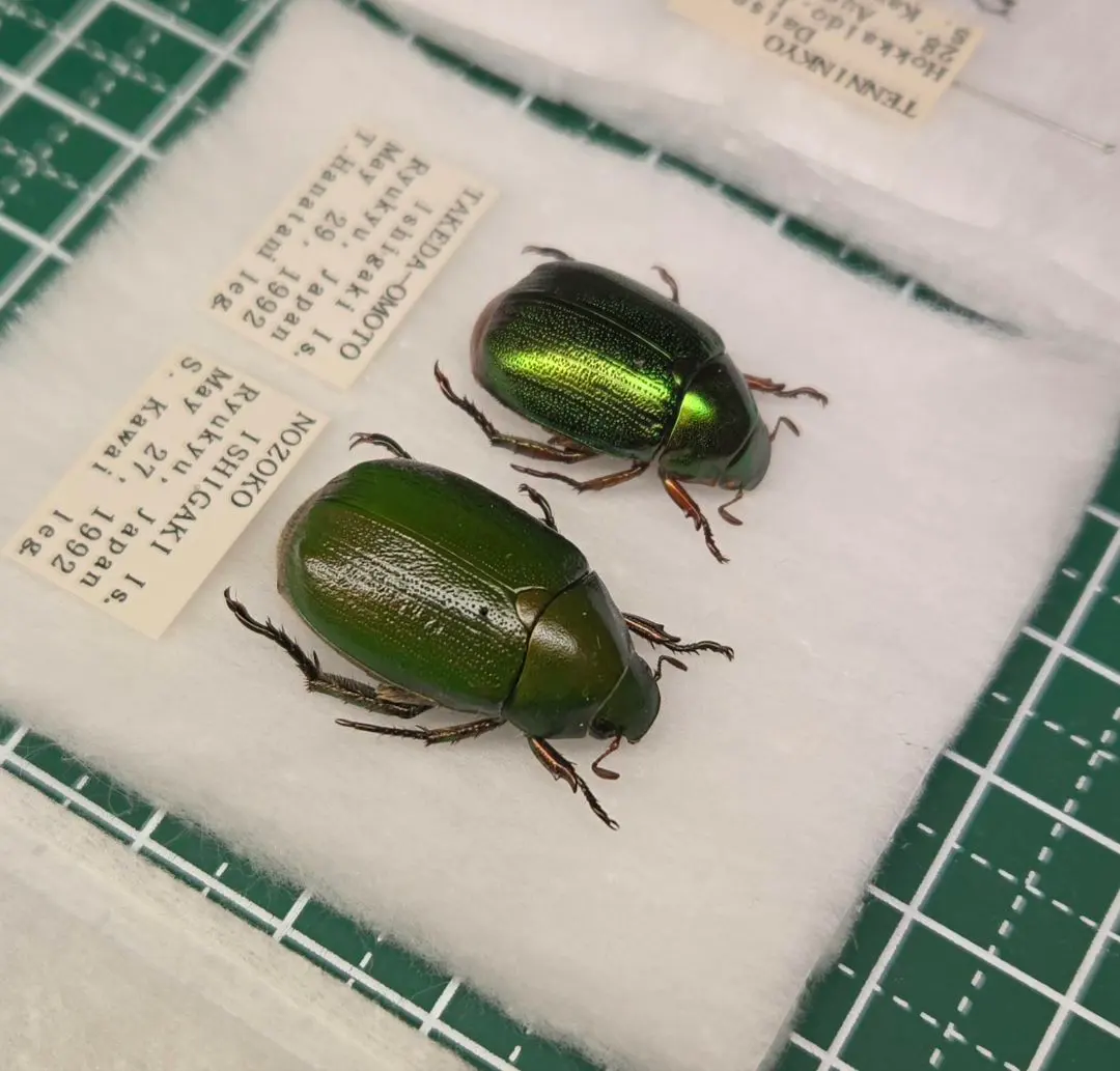 2026年最新】コガネムシ 標本の人気アイテム - メルカリ