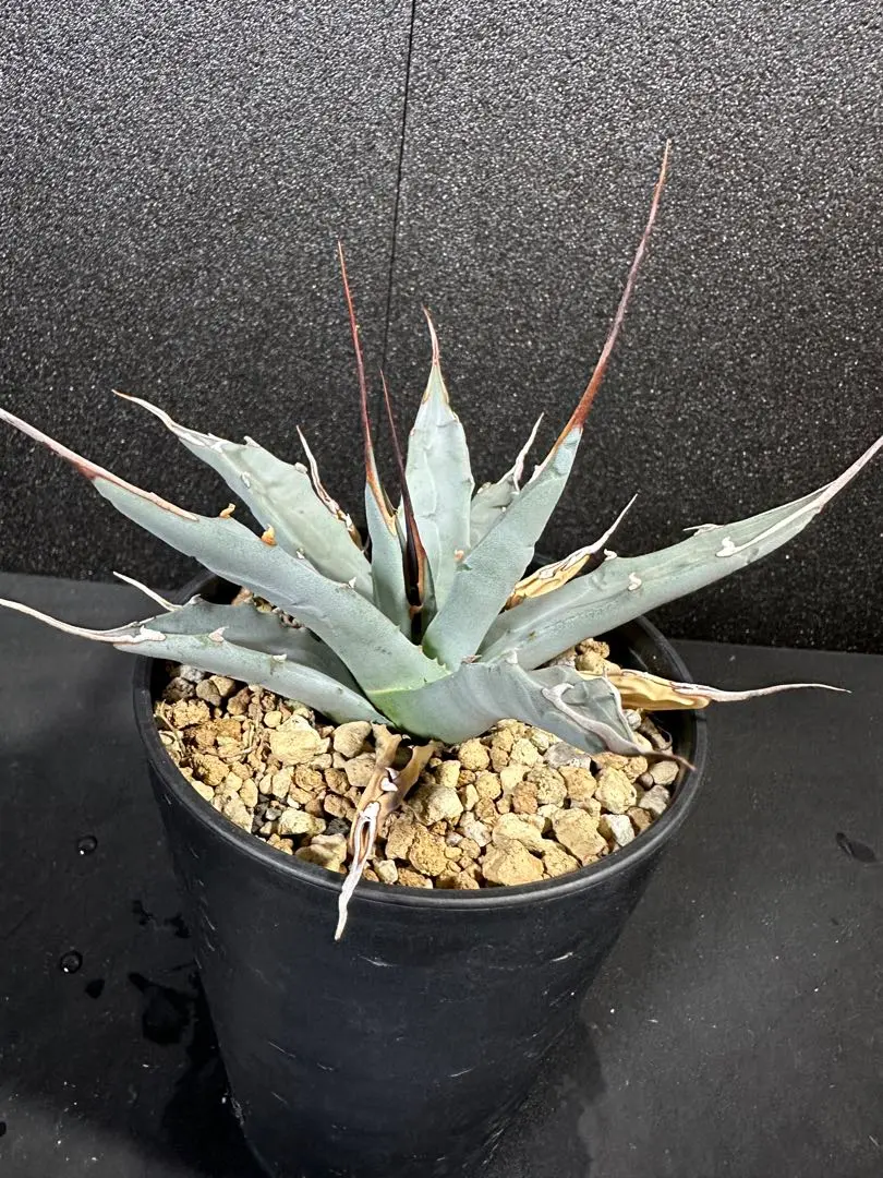 2026年最新】エボリスピナ ハイブリッドの人気アイテム - メルカリ