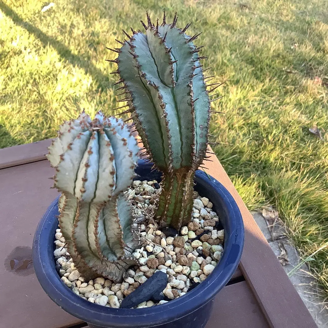 2026年最新】ユーフォルビア スノーフレークの人気アイテム - メルカリ