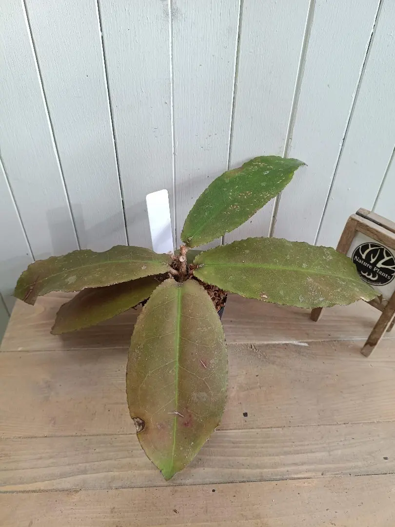 2026年最新】ホヤ ウンデュラータの人気アイテム - メルカリ