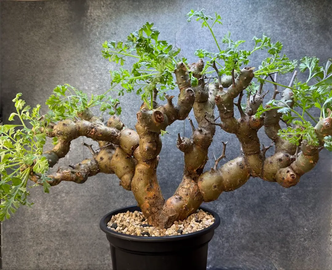 2026年最新】ペラルゴニウムクリズミフォリウムの人気アイテム - メルカリ