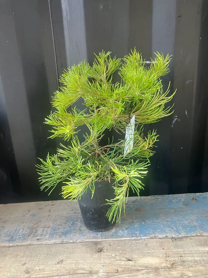 2026年最新】バンクシア バースデーキャンドルの人気アイテム - メルカリ