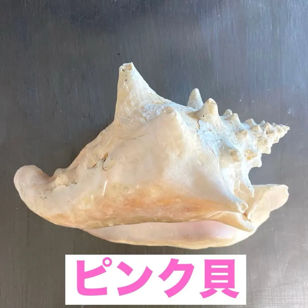 2026年最新】法螺貝標本の人気アイテム - メルカリ